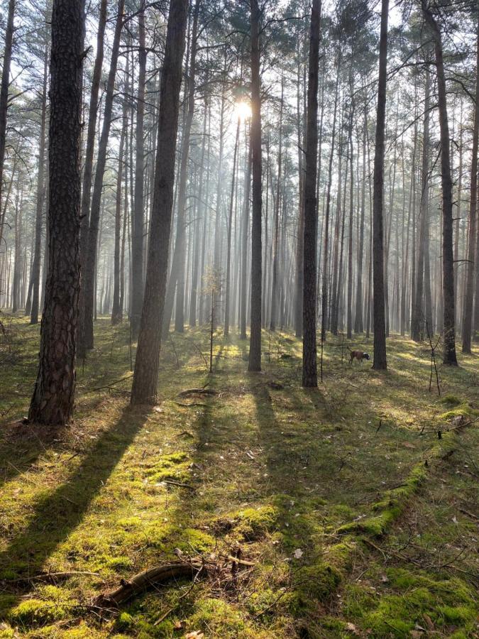 Ferienhaus Im Wald Borkwalde Eksteriør bilde